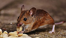 24 Hour & Emergency Exterminators in Phelps, TX